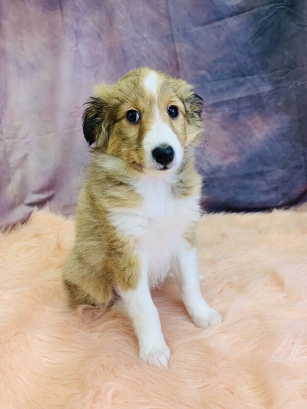 seth-600x800 Seth (Male) Shetland Sheepdog (Sheltie) $1599.99 (Found Loving Home)