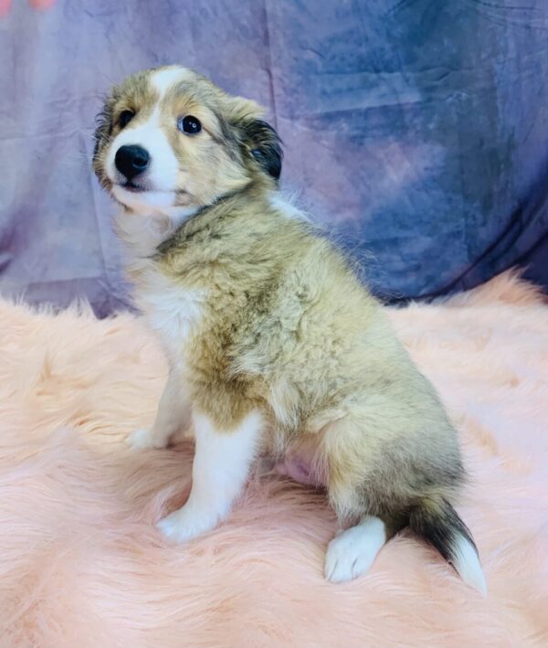 seth1-600x709 Seth (Male) Shetland Sheepdog (Sheltie) $1599.99 (Found Loving Home)