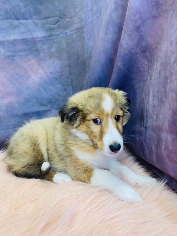 seth2-600x800 Seth (Male) Shetland Sheepdog (Sheltie) $1599.99 (Found Loving Home)