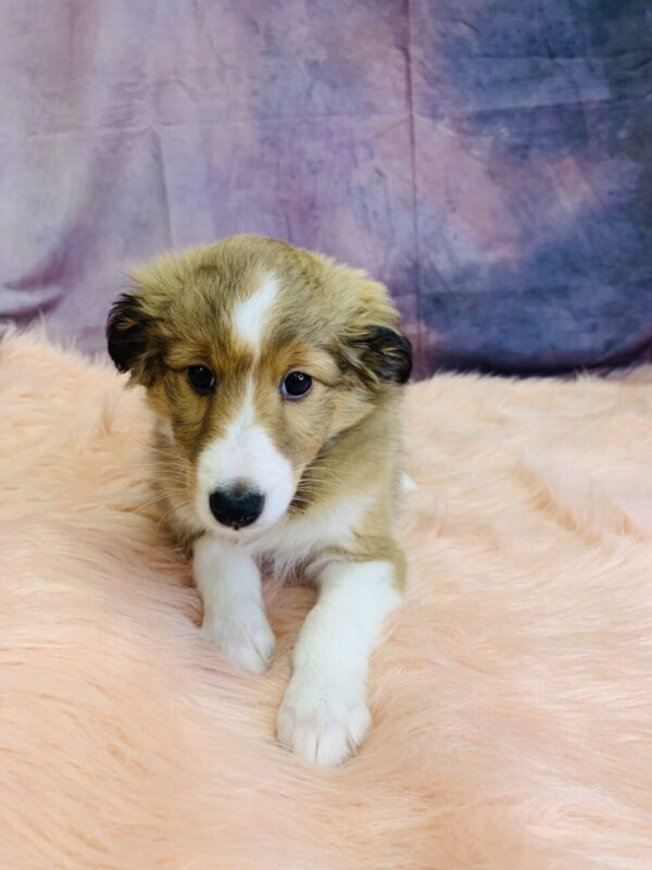 seth3-600x800 Seth (Male) Shetland Sheepdog (Sheltie) $1599.99 (Found Loving Home)