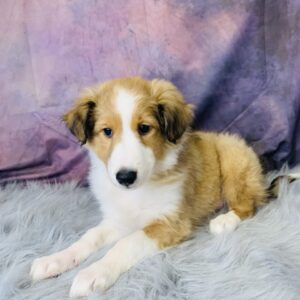 sport-300x300 Sport (Male) Shetland Sheepdog (Sheltie) $499.99 (Found Loving Home)