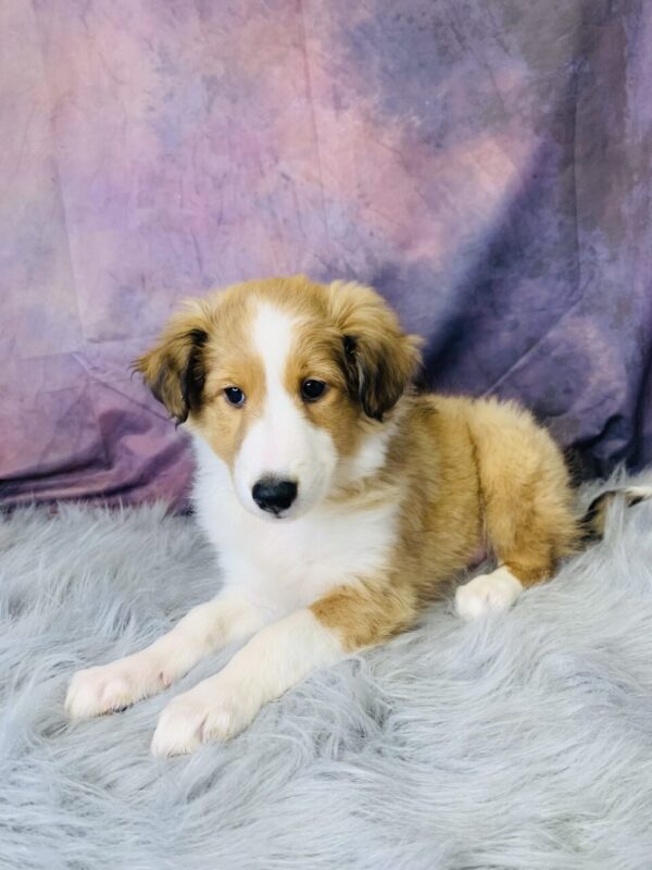 sport-600x800 Sport (Male) Shetland Sheepdog (Sheltie) $499.99 (Found Loving Home)