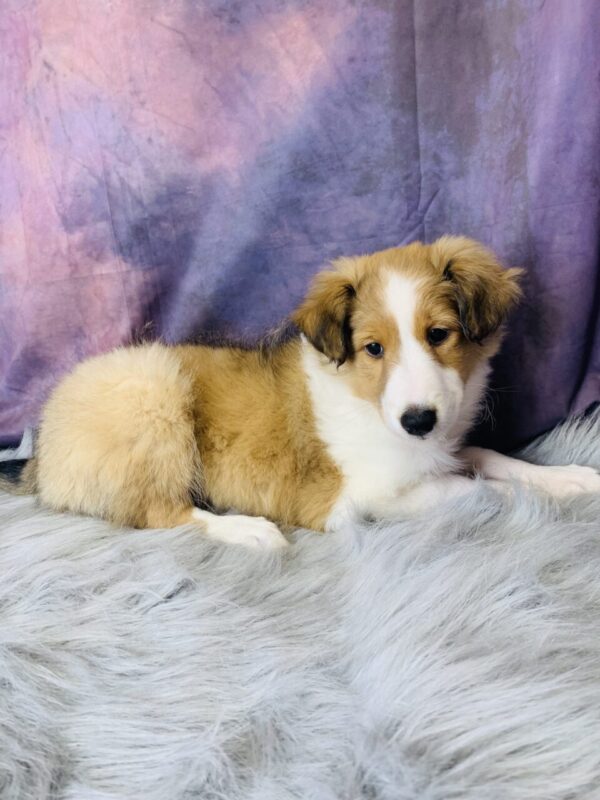 sport1-600x800 Sport (Male) Shetland Sheepdog (Sheltie) $499.99 (Found Loving Home)