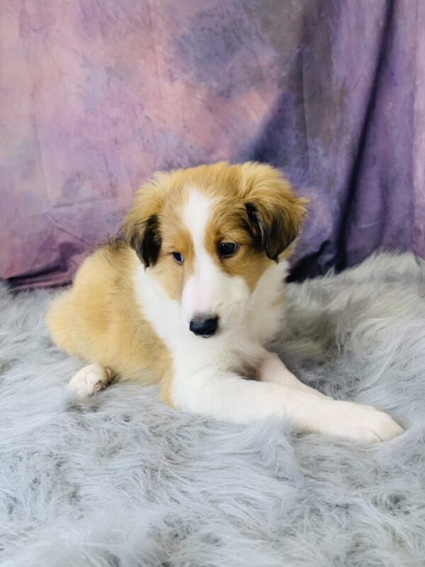 sport2-600x800 Sport (Male) Shetland Sheepdog (Sheltie) $499.99 (Found Loving Home)