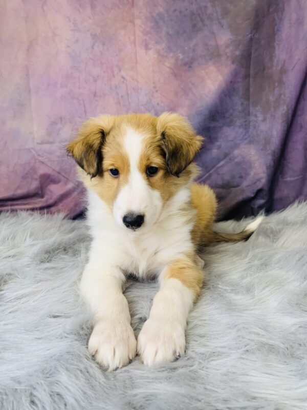 sport3-600x800 Sport (Male) Shetland Sheepdog (Sheltie) $499.99 (Found Loving Home)