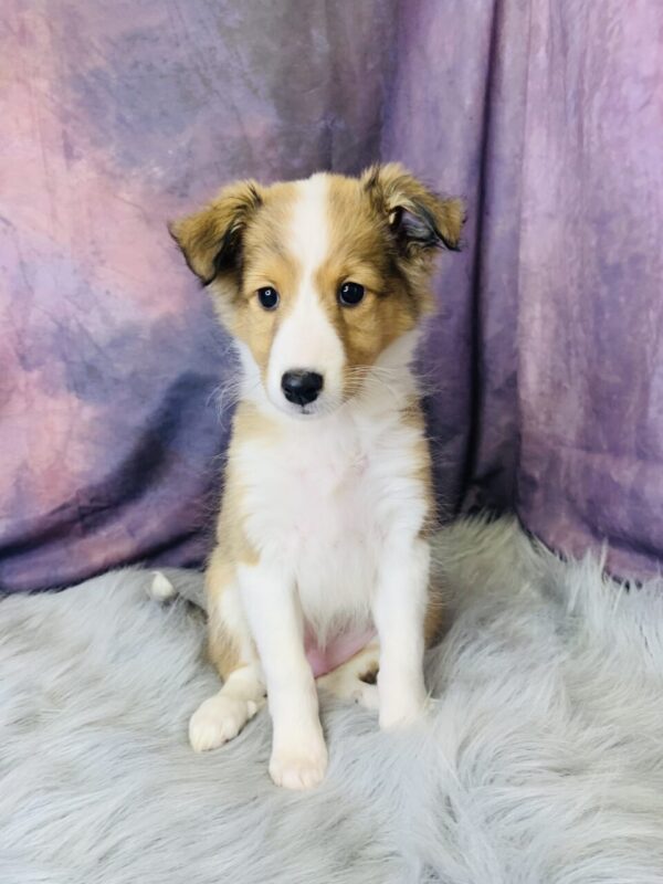 sprout-600x800 Sprout (Female) Shetland Sheepdog (Sheltie) $499.99 (Found Loving Home)