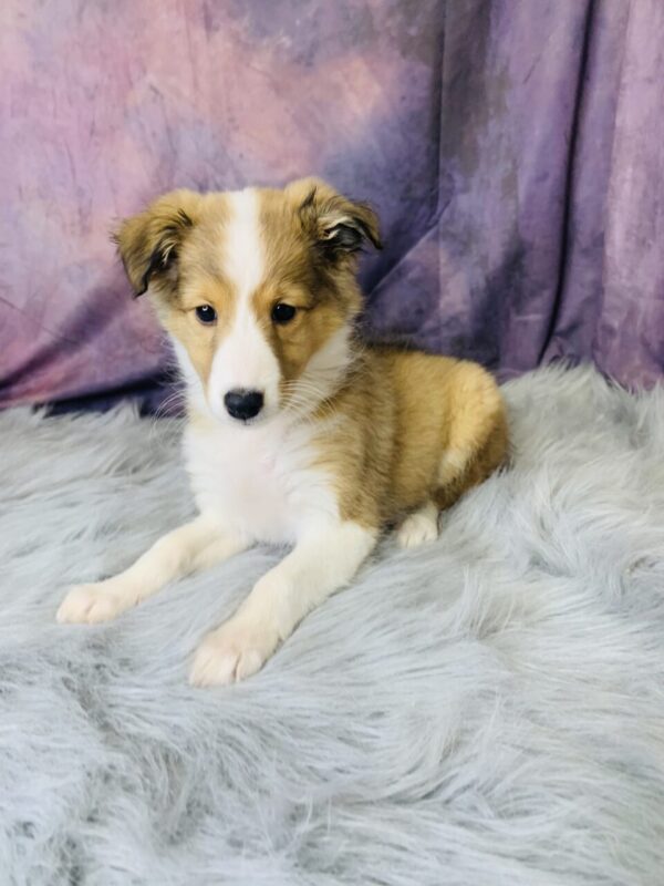 sprout1-600x800 Sprout (Female) Shetland Sheepdog (Sheltie) $499.99 (Found Loving Home)