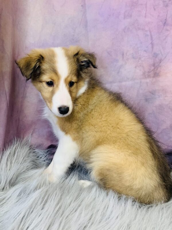 sprout2-600x800 Sprout (Female) Shetland Sheepdog (Sheltie) $499.99 (Found Loving Home)