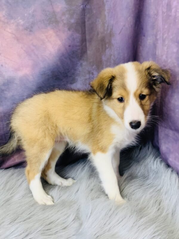 sprout3-600x800 Sprout (Female) Shetland Sheepdog (Sheltie) $499.99 (Found Loving Home)