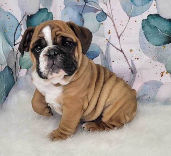 Eden-2-600x550 Eden (Female) English Bulldog $3499.99 (Found Loving Home)