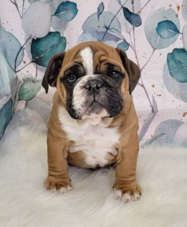 Eden-3-600x730 Eden (Female) English Bulldog $3499.99 (Found Loving Home)