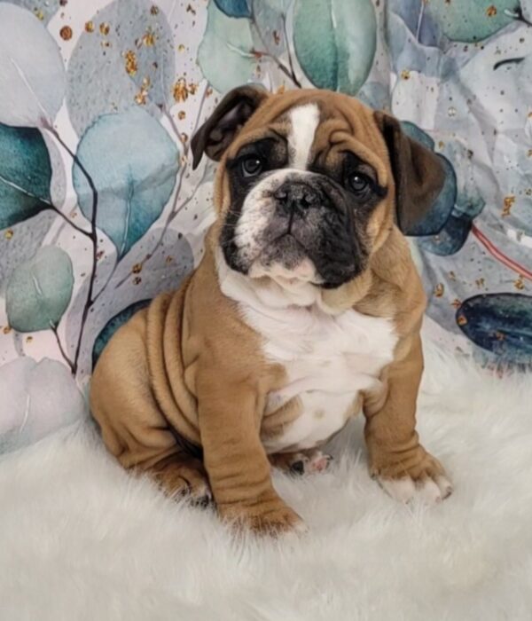 Eden-600x700 Eden (Female) English Bulldog $3499.99 (Found Loving Home)