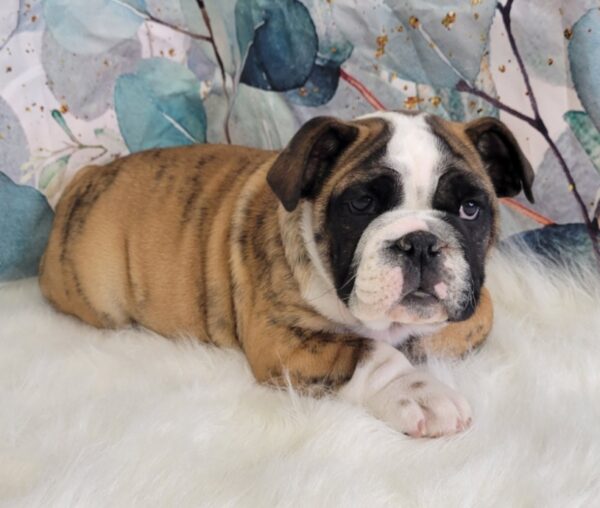 Eileen-2-600x508 Eileen (Female) English Bulldog $3999.99 (Found Loving Home)