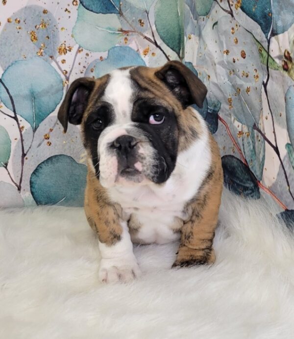 Eileen-3-600x691 Eileen (Female) English Bulldog $3999.99 (Found Loving Home)