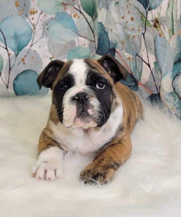 Eileen-4-600x718 Eileen (Female) English Bulldog $3999.99 (Found Loving Home)