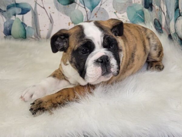 Eileen-600x454 Eileen (Female) English Bulldog $3999.99 (Found Loving Home)