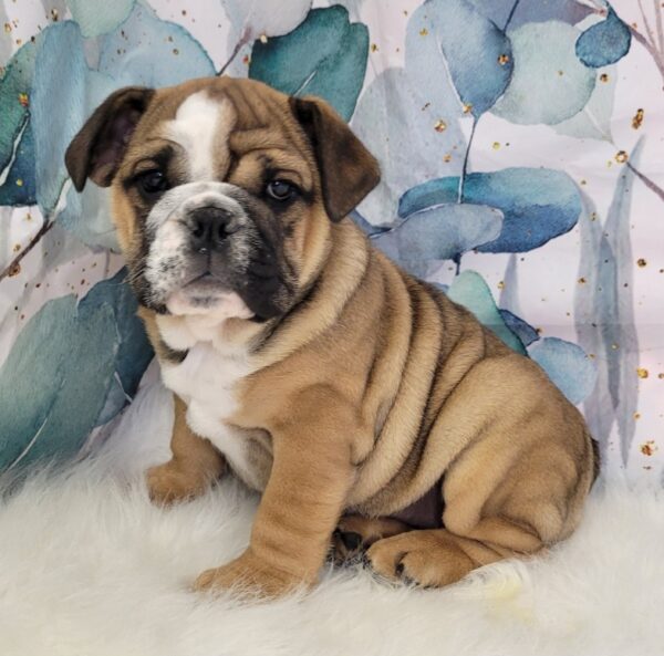 Ella--600x593 Ella (Female) English Bulldog $2999.99 (Found Loving Home)
