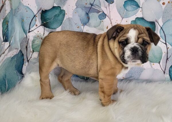 Ella-2-600x427 Ella (Female) English Bulldog $2999.99 (Found Loving Home)