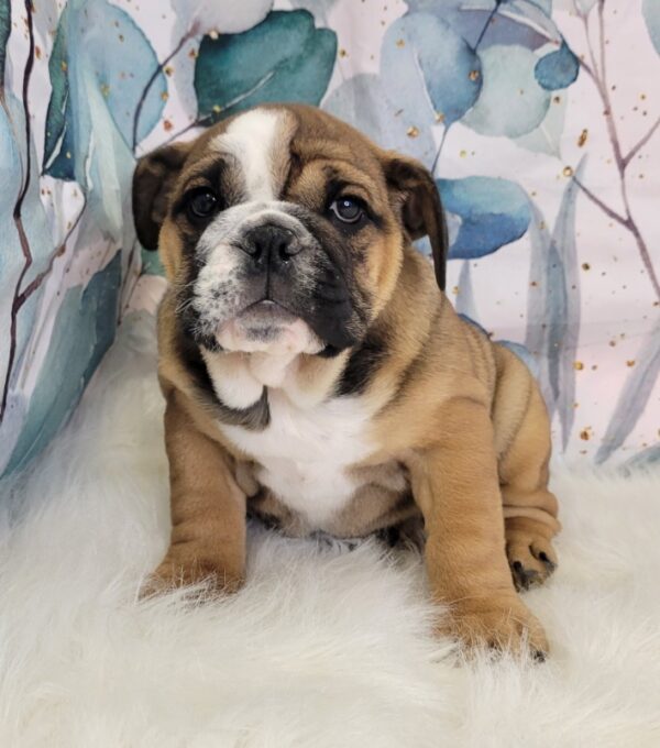 Ella-3-600x680 Ella (Female) English Bulldog $2999.99 (Found Loving Home)