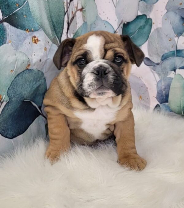 Ella-4-600x678 Ella (Female) English Bulldog $2999.99 (Found Loving Home)