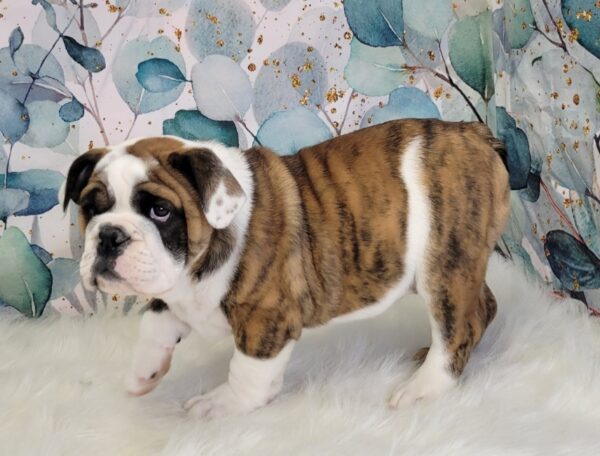 Emma--600x456 Emma (Female) English Bulldog $3499.99 (Found Loving Home)