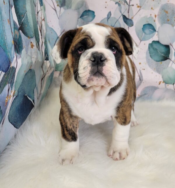Emma-3-1-600x642 Emma (Female) English Bulldog $3499.99 (Found Loving Home)