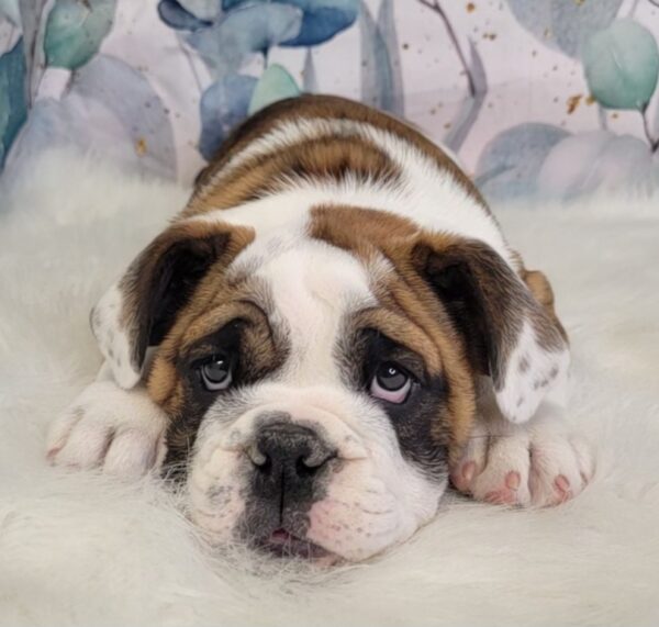Emma-4-600x571 Emma (Female) English Bulldog $3499.99 (Found Loving Home)