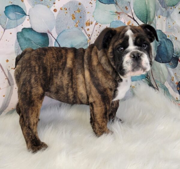 Esther--600x564 Esther (Female) English Bulldog $3499.99 (Found Loving Home)