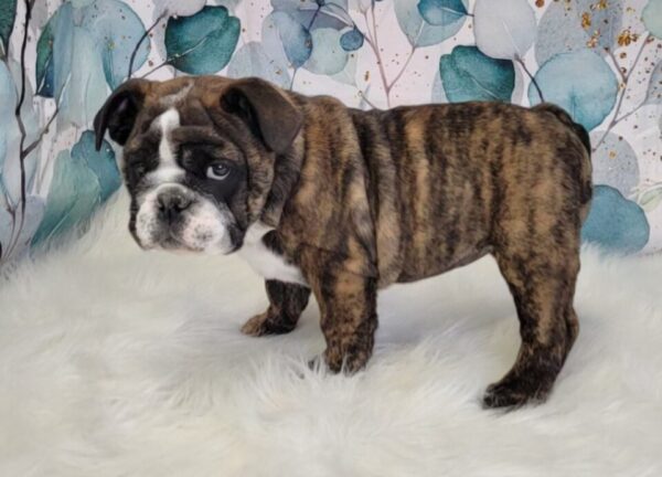 Esther-2-960x691-1-600x432 Esther (Female) English Bulldog $3499.99 (Found Loving Home)