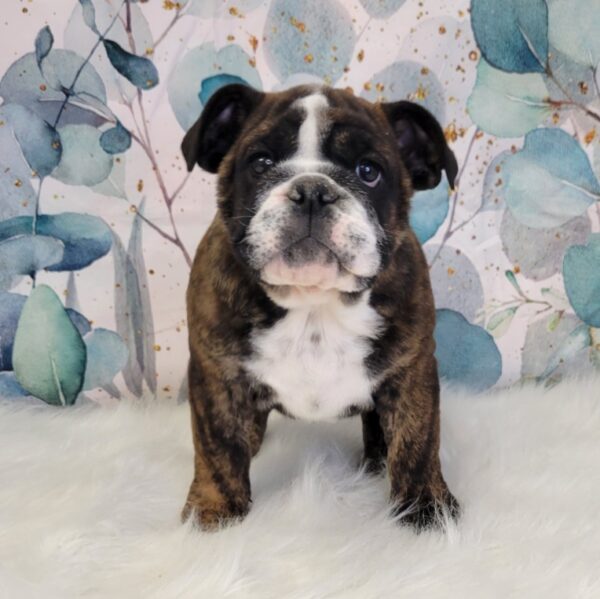 Esther-3-1-600x599 Esther (Female) English Bulldog $3499.99 (Found Loving Home)