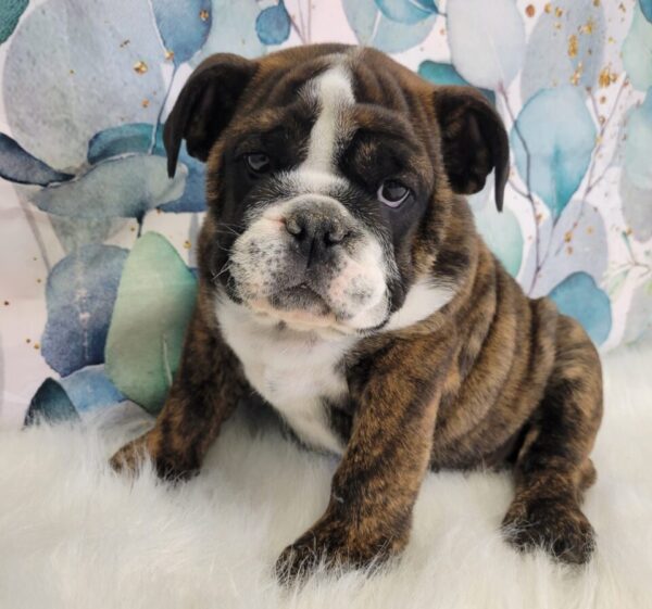 Esther-4-960x897-1-600x561 Esther (Female) English Bulldog $3499.99 (Found Loving Home)
