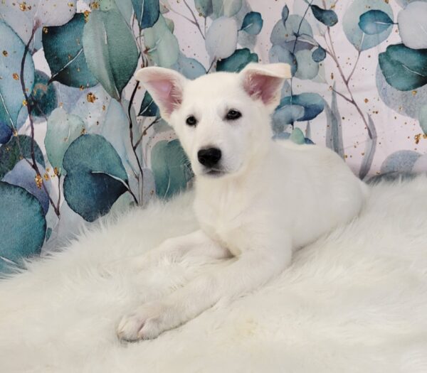 Gracie-2-600x525 Gracie (Female) German Shepherd $1899.99 (Found Loving Home)