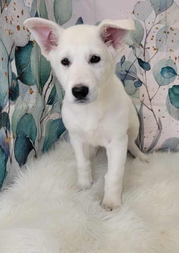 Gracie-3-600x849 Gracie (Female) German Shepherd $1899.99 (Found Loving Home)