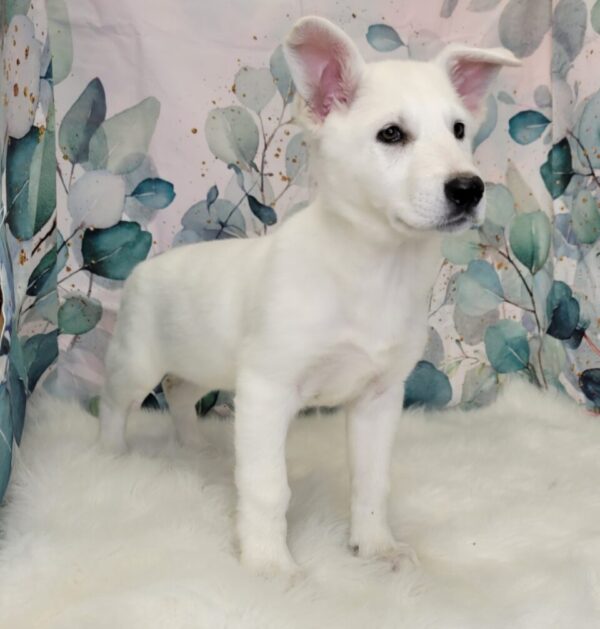 Gracie-960x1006-1-600x629 Gracie (Female) German Shepherd $1899.99 (Found Loving Home)