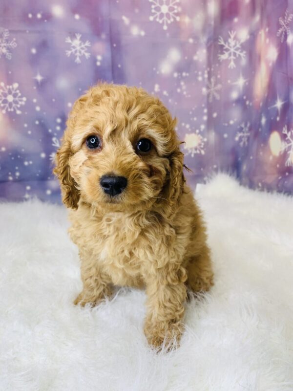 cassie-600x800 Cassie (Female) Cockapoo $1899.99 (Found Loving Home)
