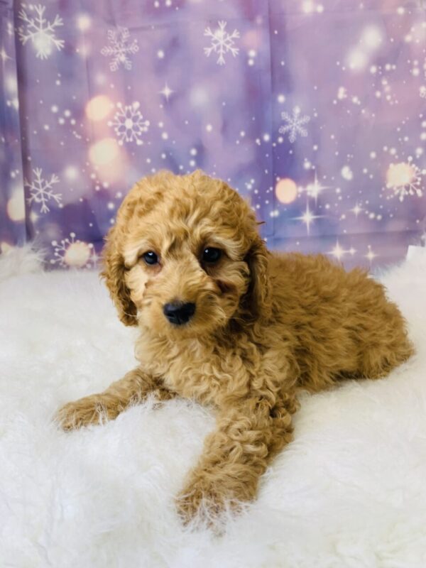 cassie1-600x800 Cassie (Female) Cockapoo $1899.99 (Found Loving Home)