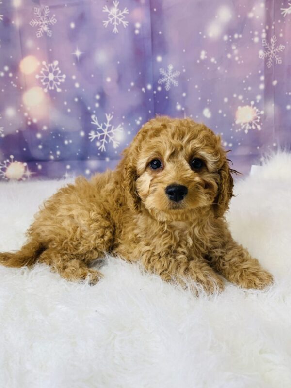 cassie2-600x800 Cassie (Female) Cockapoo $1899.99 (Found Loving Home)