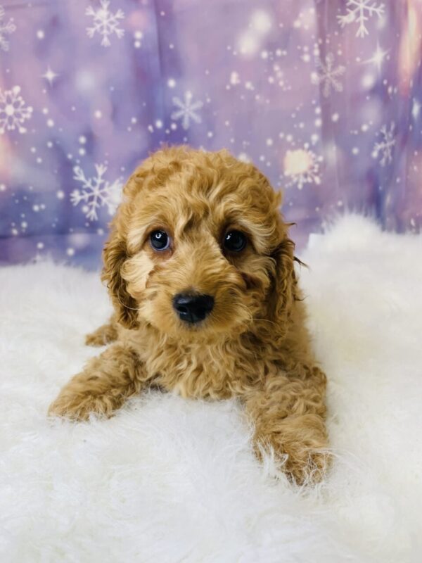 cassie3-600x800 Cassie (Female) Cockapoo $1899.99 (Found Loving Home)