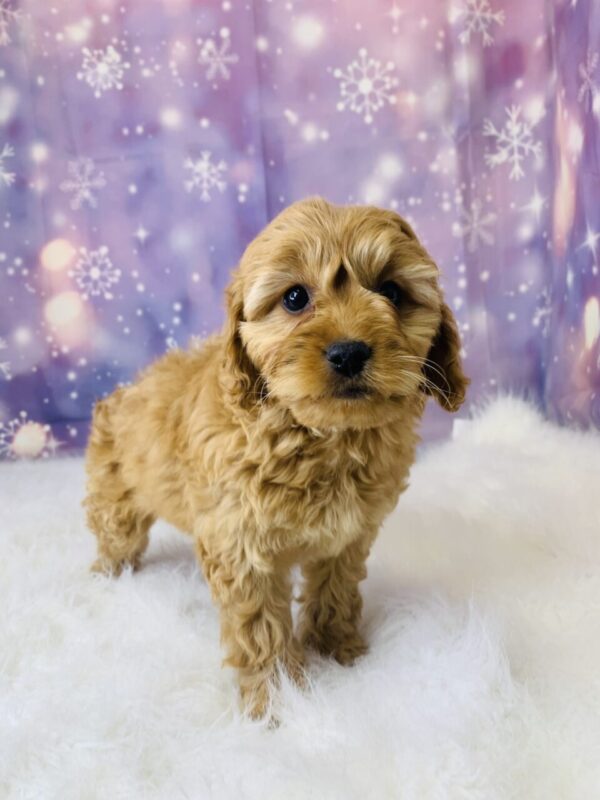 catherine-600x800 Catherine (Female) Cockapoo $1899.99 (Found Loving Home)