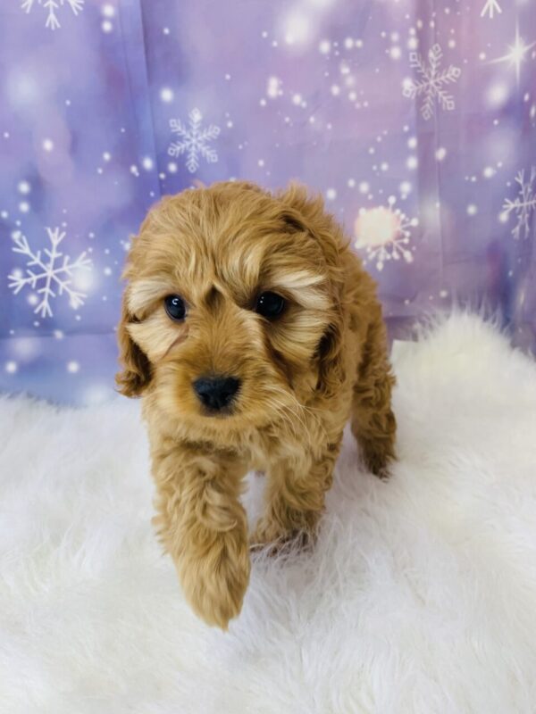 catherine1-600x800 Catherine (Female) Cockapoo $1899.99 (Found Loving Home)