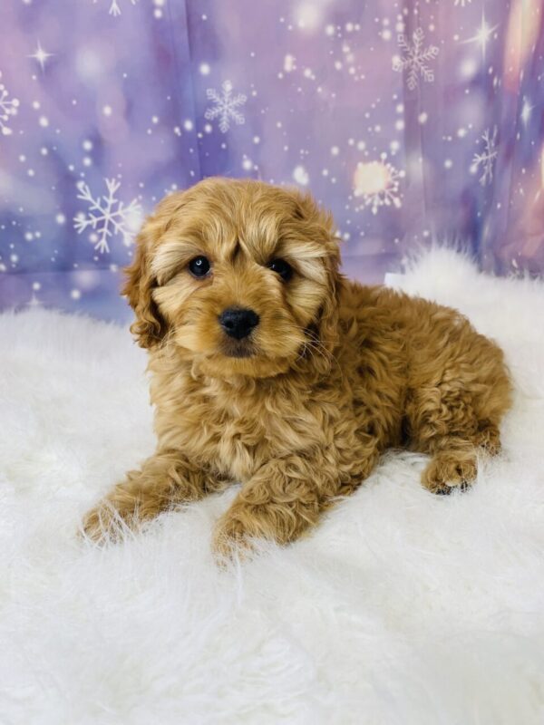 catherine2-600x800 Catherine (Female) Cockapoo $1899.99 (Found Loving Home)