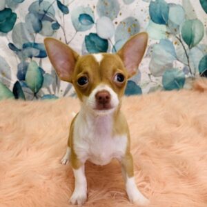 charles-300x300 Charles (Male) Chihuahua $1699.99 (Found Loving Home)