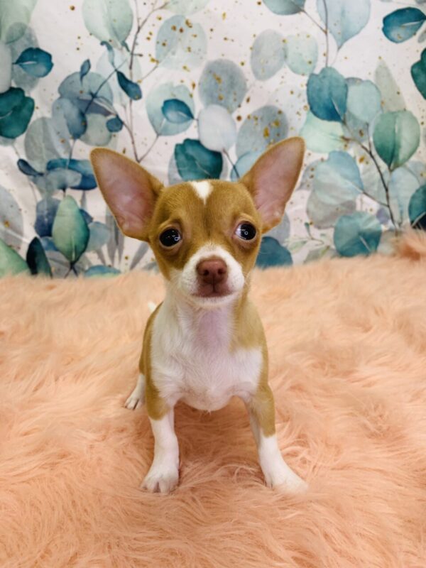 charles-600x800 Charles (Male) Chihuahua $1699.99 (Found Loving Home)