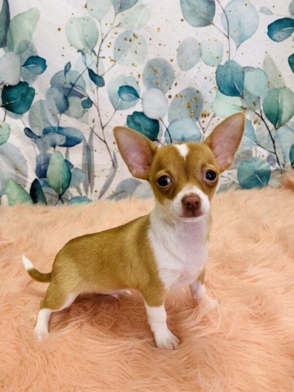 charles1-600x800 Charles (Male) Chihuahua $1699.99 (Found Loving Home)
