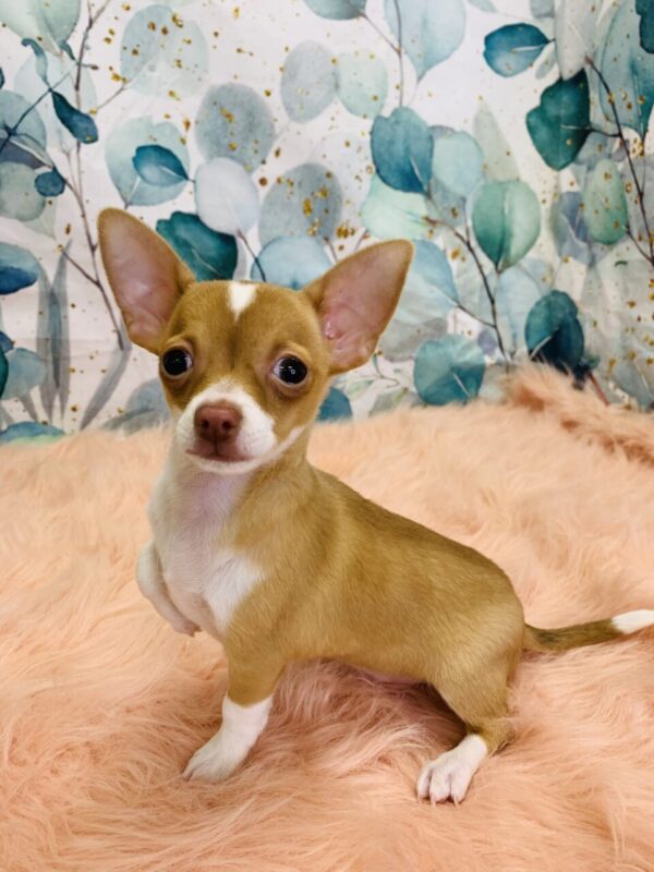 charles2-600x800 Charles (Male) Chihuahua $1699.99 (Found Loving Home)