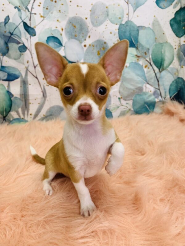 charles3-600x800 Charles (Male) Chihuahua $1699.99 (Found Loving Home)