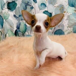 chiquita-300x300 Chiquita (Female) Chihuahua $1899.99 (Found Loving Home)