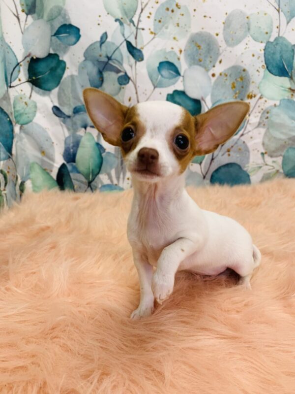 chiquita-600x800 Chiquita (Female) Chihuahua $1899.99 (Found Loving Home)