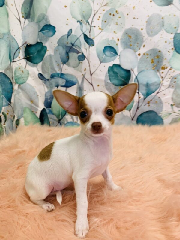 chiquita1-600x800 Chiquita (Female) Chihuahua $1899.99 (Found Loving Home)