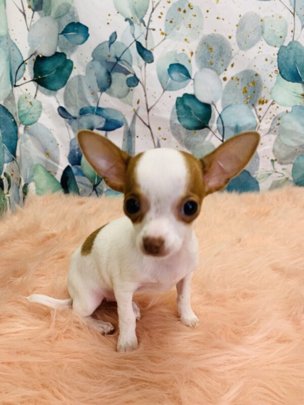 chiquita3-600x800 Chiquita (Female) Chihuahua $1899.99 (Found Loving Home)